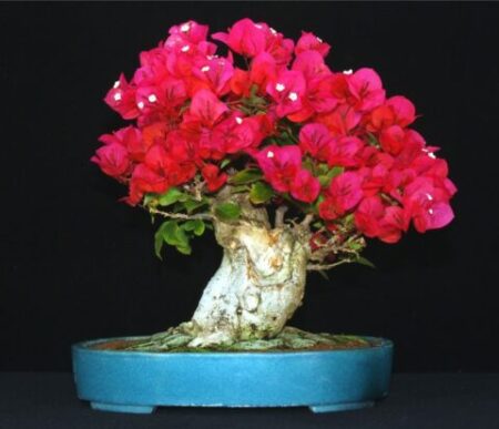 Colorful flower before background removal or clipping path service