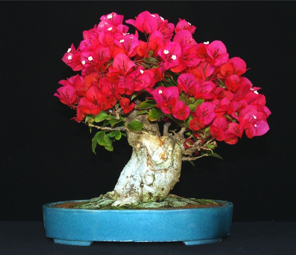 clipping path service