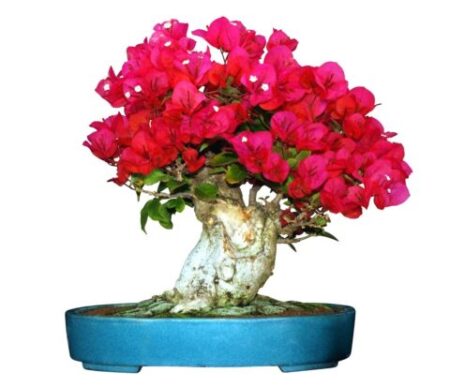 flower tob after background removal service